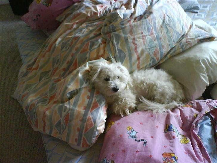 Coton de tulear Zimba =) - Nu er jeg os lidt træt=) billede 5