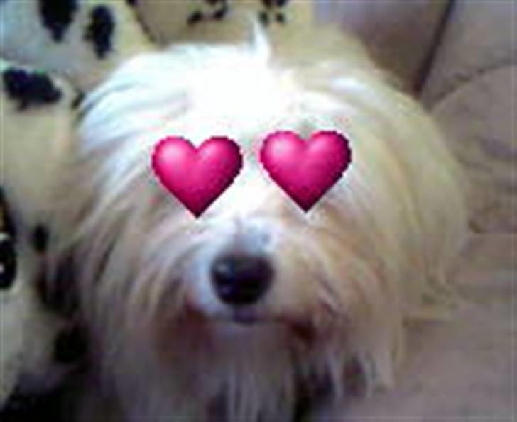 Coton de tulear Zimba =) - Wow hun er bar for lækker=) billede 6