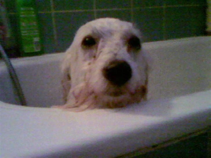 Coton de tulear Zimba =) - jeg hader at være i bad!! billede 7