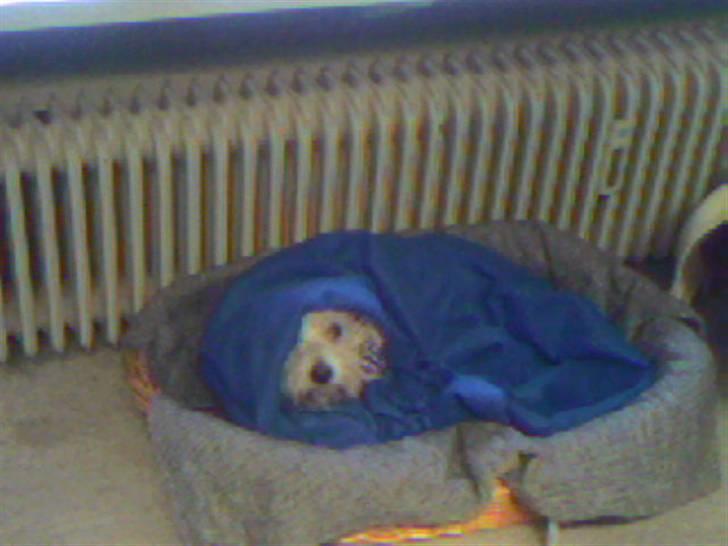 Coton de tulear Zimba =) - han frøs lidt=) billede 8