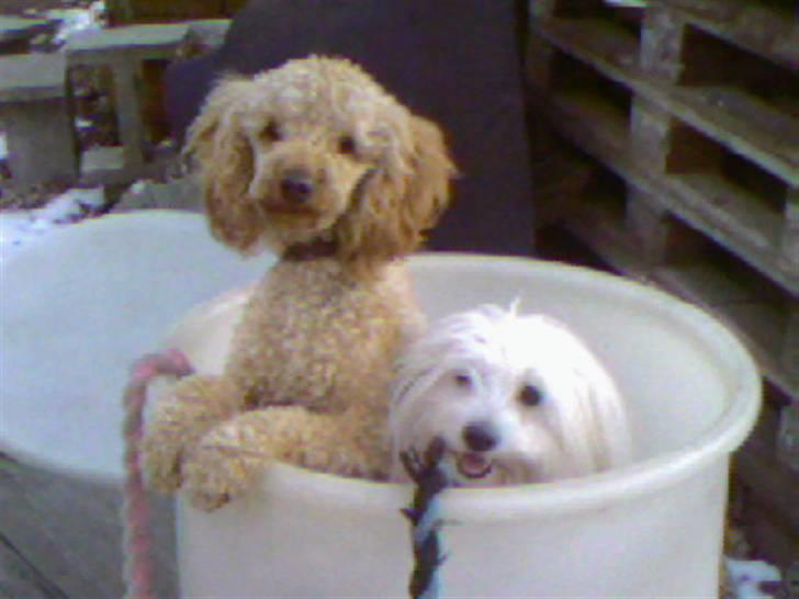 Coton de tulear Zimba =) - Pluto og Zimba hehe billede 9