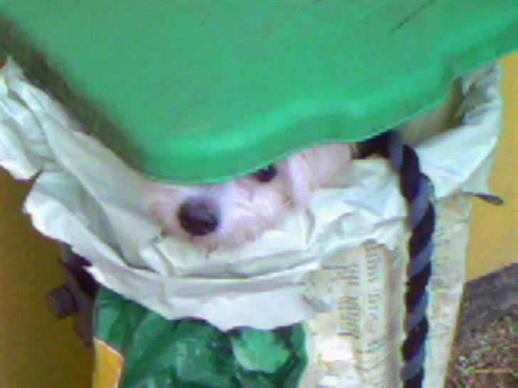 Coton de tulear Zimba =) - Hjææælp =) billede 10