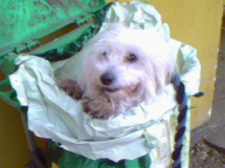 Coton de tulear Zimba =) - Sådan hehe=) billede 11