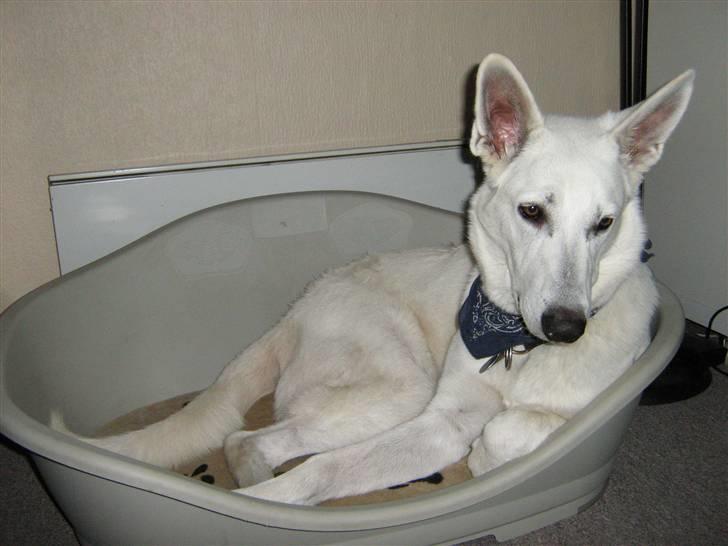 Hvid schæfer Aron - hejsa nu er kurven snart for lille billede 15