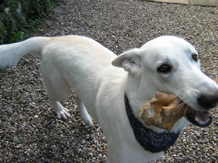 Hvid schæfer Aron - se mit kødben er det ikke lækkert billede 16