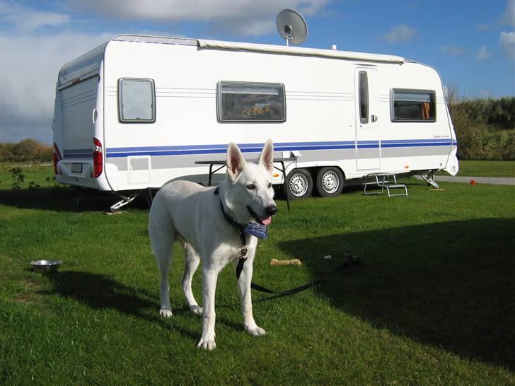 Hvid schæfer Aron - sommer 2007 hvor jeg elsker det billede 17