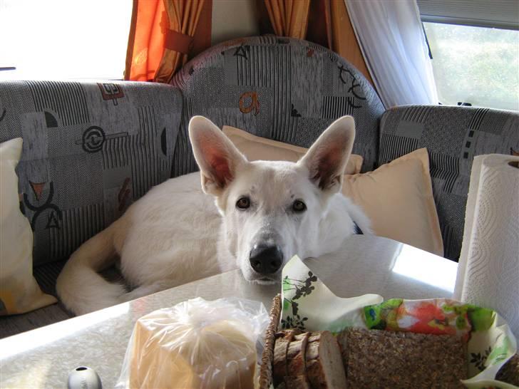 Hvid schæfer Aron - jah sådan er det når jeg er på ferie så bliver det slappet af ;-) billede 18