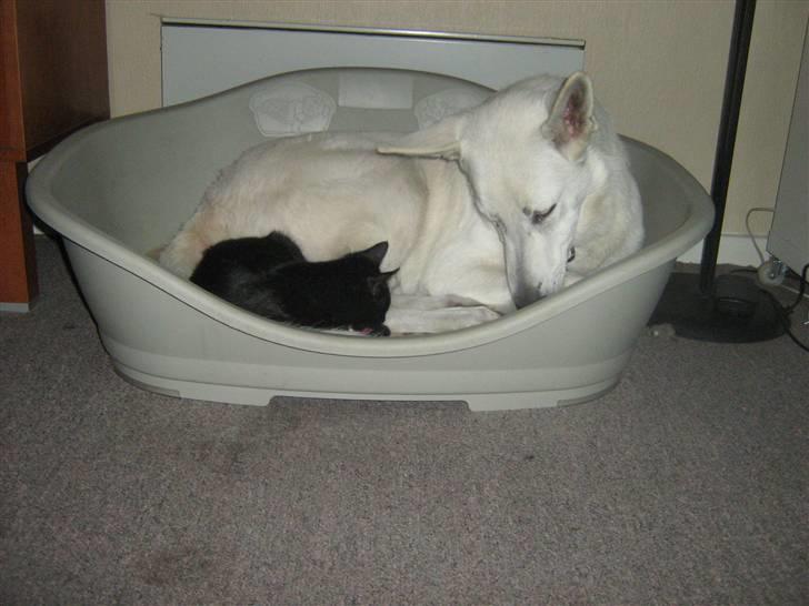 Hvid schæfer Aron - mig og min gode ven Futte billede 19