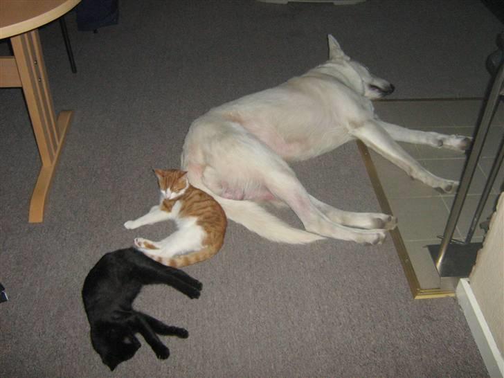 Hvid schæfer Aron - Futte og mig efter en jagt for sjov billede 20