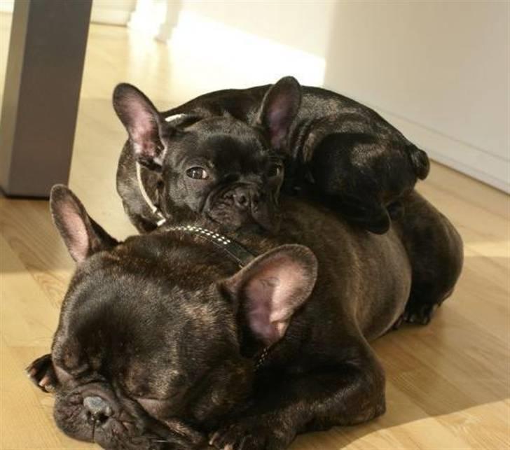 Fransk bulldog Gustav billede 16