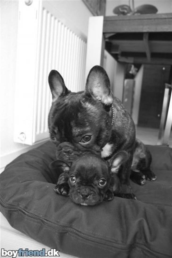 Fransk bulldog Thorkild billede 4