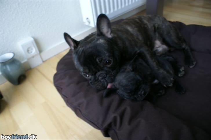 Fransk bulldog Thorkild billede 5