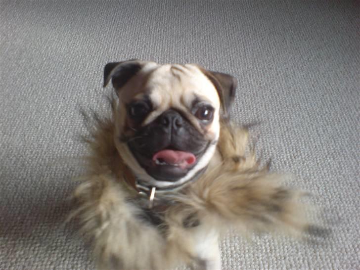 Mops Oscar - Løven Oscar billede 4