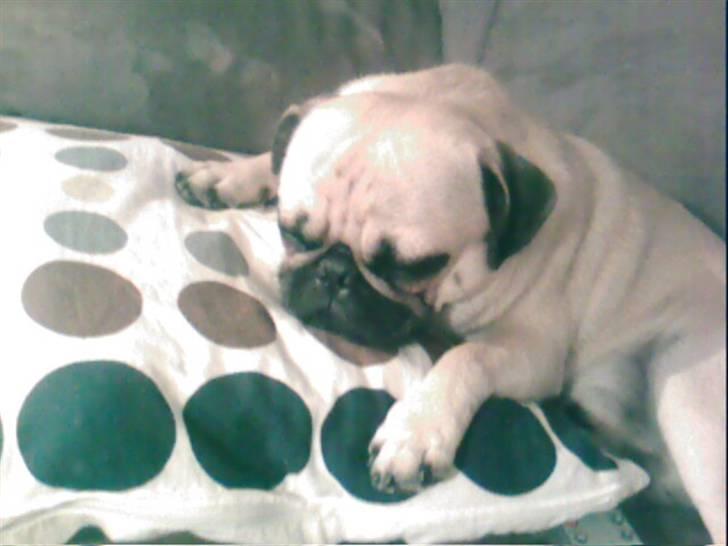 Mops Oscar - Lidt træt billede 5