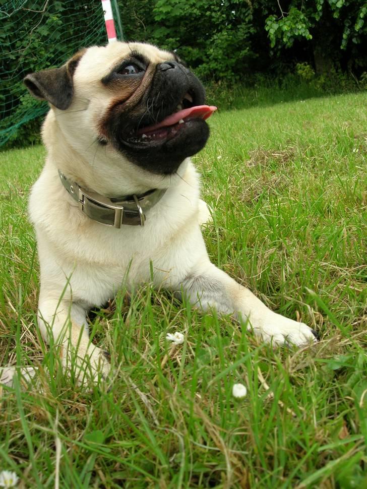 Mops Oscar - Sommer 2007 billede 6