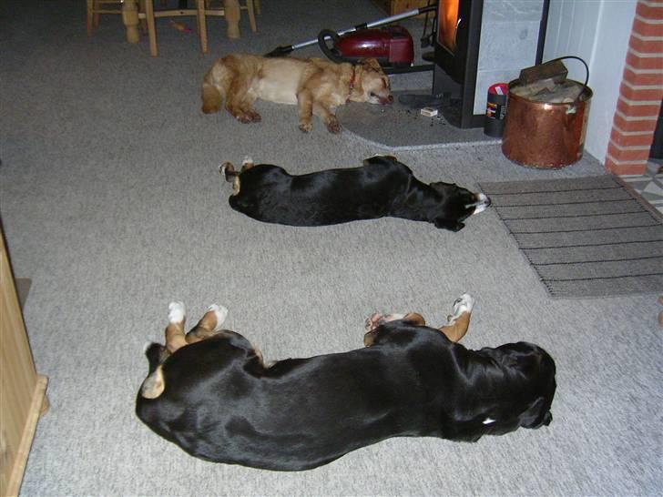 Blanding af racer palle  (Aflivet) - 3 på stribe billede 8