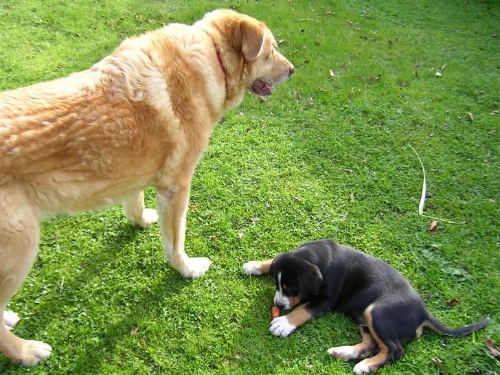 Blanding af racer palle  (Aflivet) - palle og laika som lille <333 billede 9