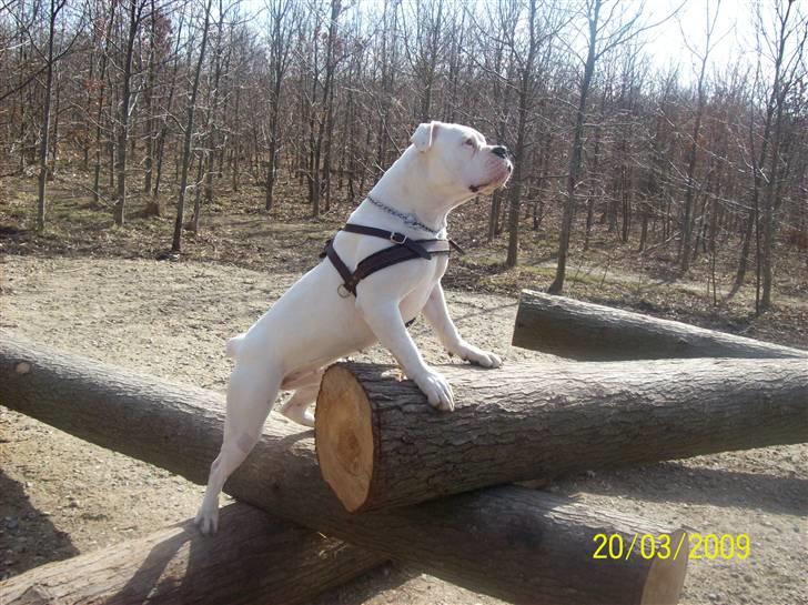 Amerikansk bulldog Upnorth 4th Miss Nasty - Marts 09 billede 1