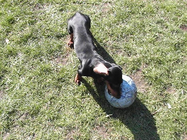 Gravhund W. Dolce di frutta - Her er Dolce med sin lille bold ;) billede 3