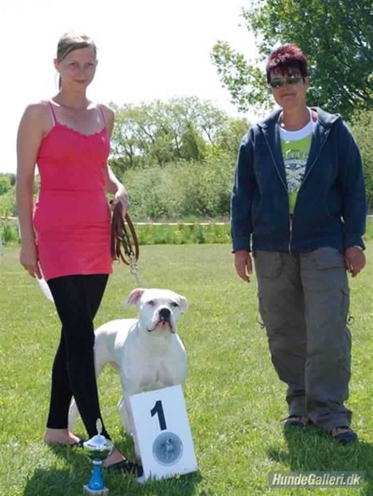 Amerikansk bulldog Upnorth 4th Miss Nasty - 1. plads ABTD 25 Maj 2008 billede 2