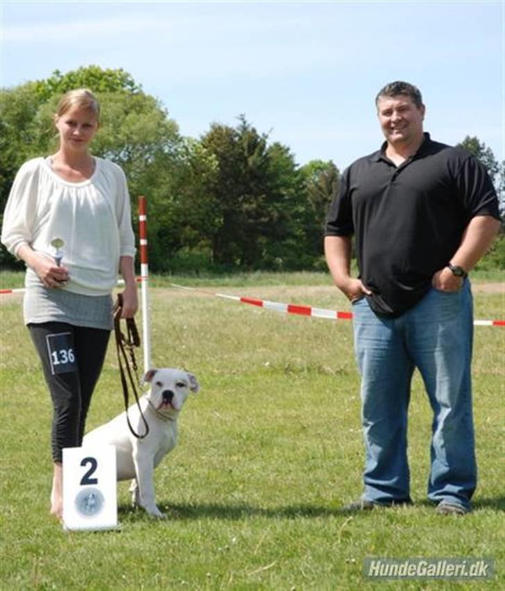 Amerikansk bulldog Upnorth 4th Miss Nasty - 2. plads ABTD 24 maj 2008 billede 3