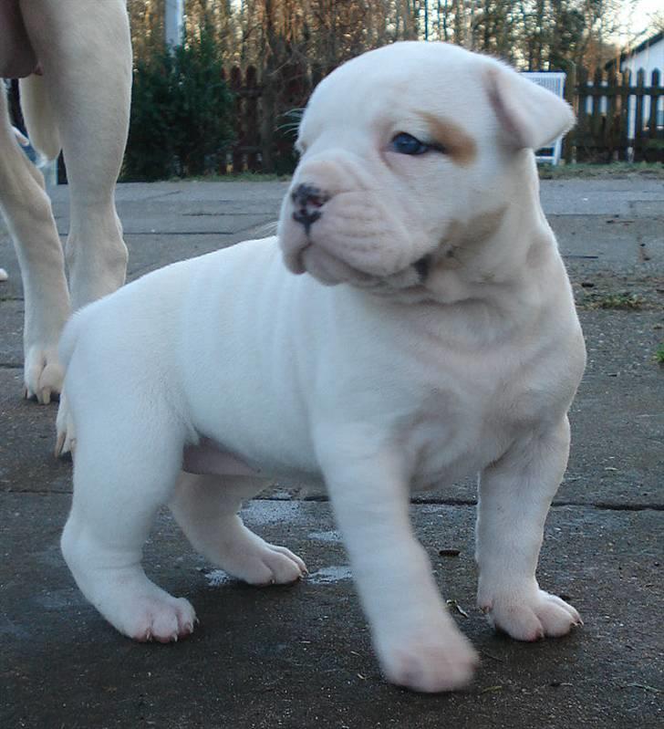 Amerikansk bulldog Upnorth 4th Miss Nasty billede 4