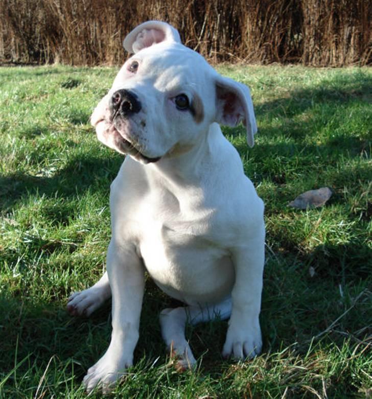 Amerikansk bulldog Upnorth 4th Miss Nasty - 13 uger ca. billede 5