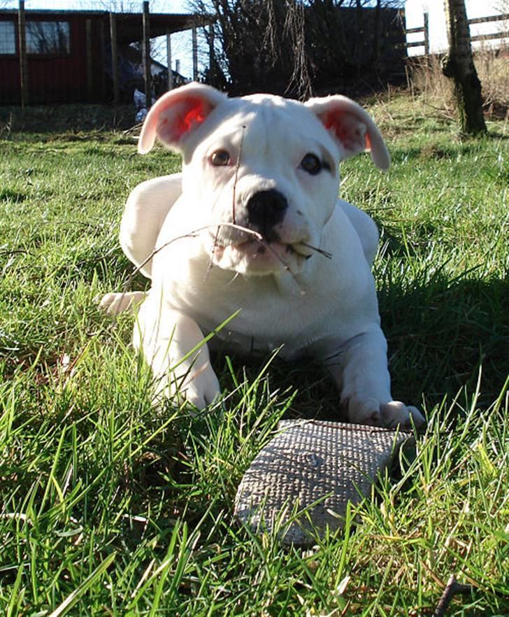 Amerikansk bulldog Upnorth 4th Miss Nasty billede 7