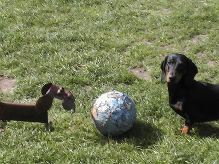 Gravhund W. Dolce di frutta - Dolce med sin ven og bolden billede 7