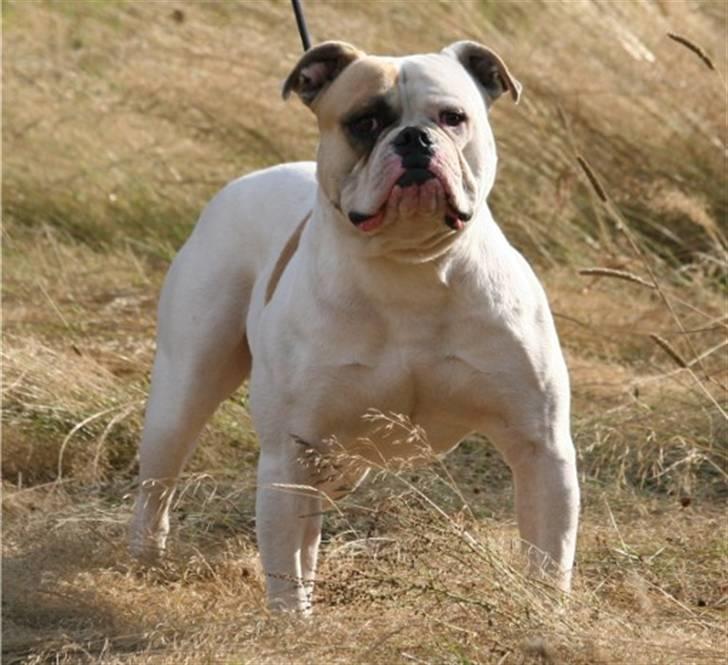 Amerikansk bulldog Upnorth 4th Miss Nasty - Miss Nasty´s Far. billede 9