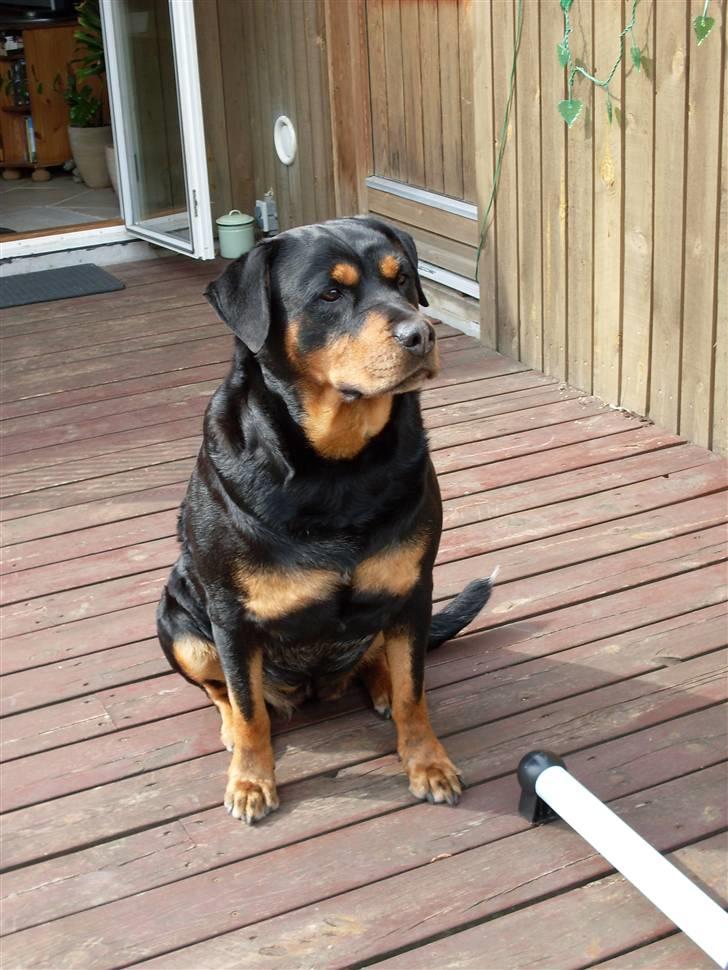 Rottweiler Nellie (død) billede 9