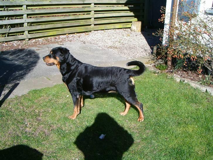 Rottweiler Nellie (død) - Fin hund ( : billede 10