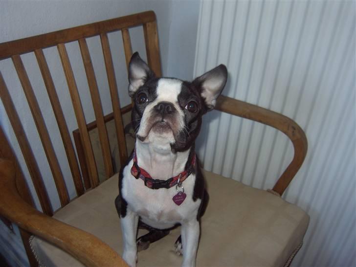 Boston terrier Flora billede 20