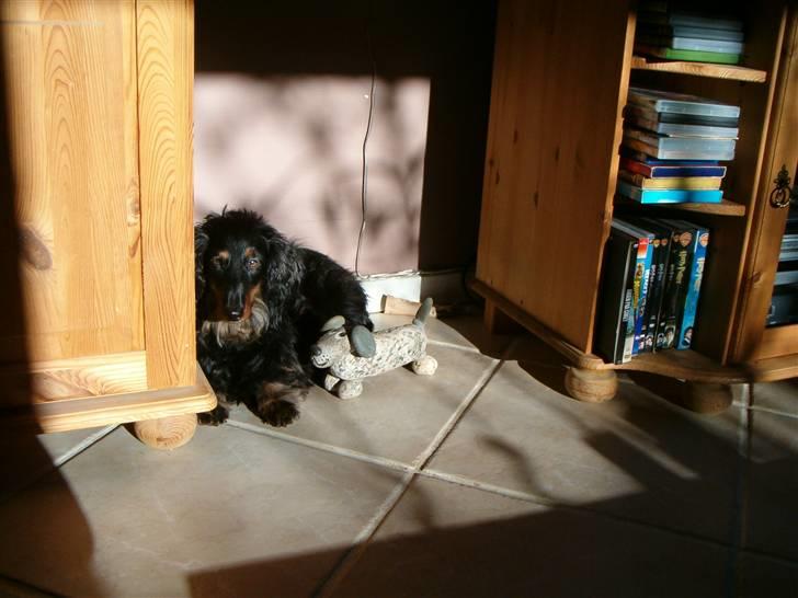 Gravhund Chicho - Vores 2 små gravhunde liller side om side i solen :p hihi billede 15