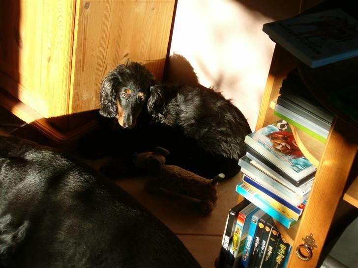 Gravhund Chicho - Hehe <3 billede 16