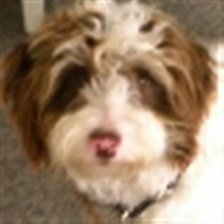 Griffon belge Tziki billede 2