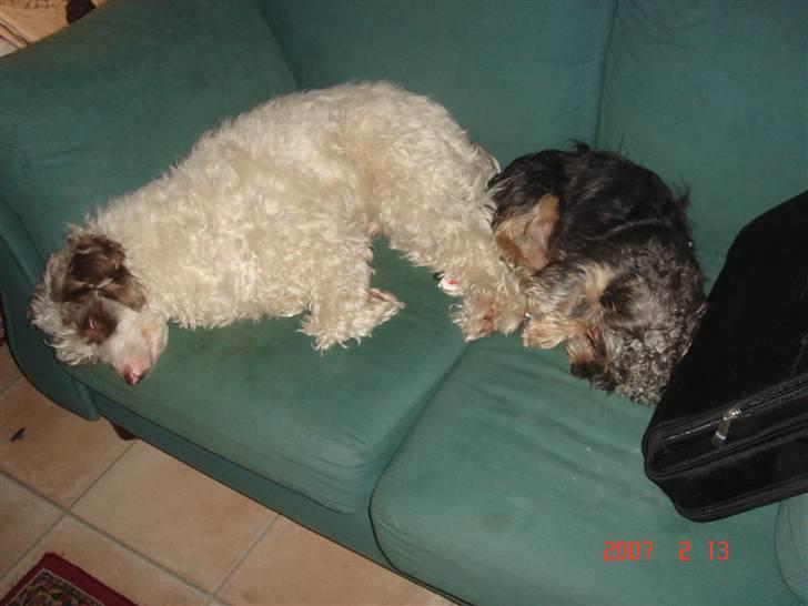 Griffon belge Tziki billede 3