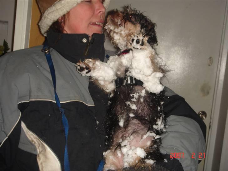 Griffon belge Tziki billede 4