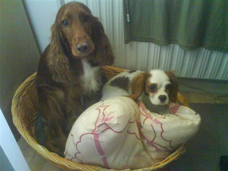 Cavalier king charles spaniel Nynne billede 18