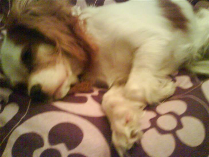 Cavalier king charles spaniel Nynne - Nynne sover lige lidt :) billede 19