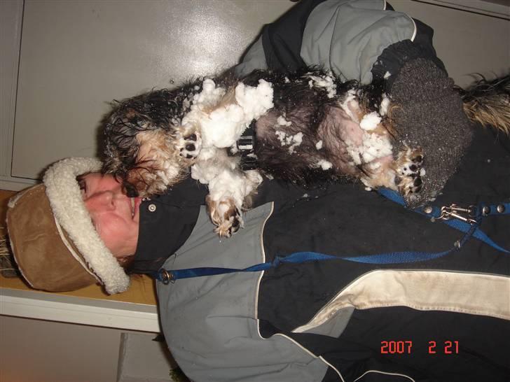 Griffon belge Tziki billede 5