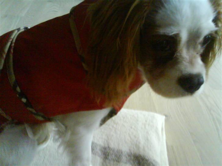 Cavalier king charles spaniel Nynne - Her sidder Nynne i sit dækken, som vi bruger når vi cykler, for at vinden ikke står lige ind på hende.  billede 20