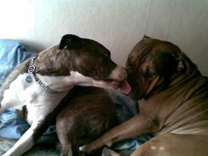 Amerikansk staffordshire terrier Sheba billede 13