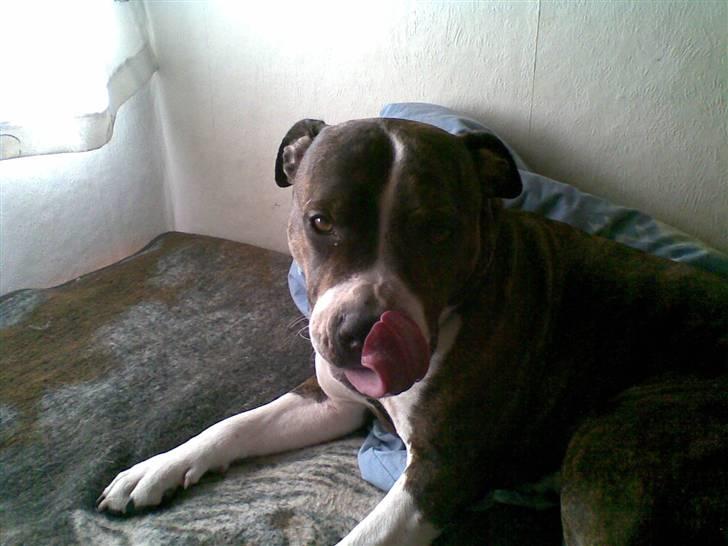 Amerikansk staffordshire terrier Sheba billede 14