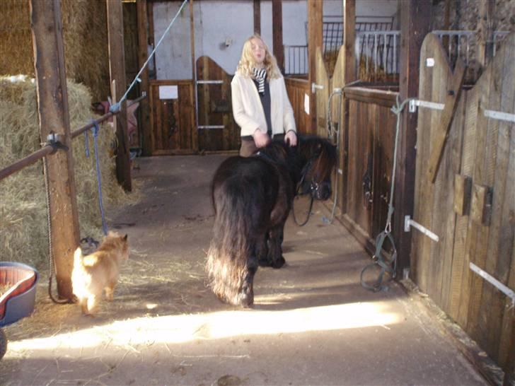 Cairn terrier Ribemarskens humoristiske billede 5