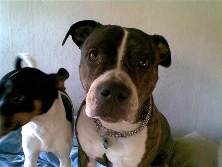 Amerikansk staffordshire terrier Sheba billede 15