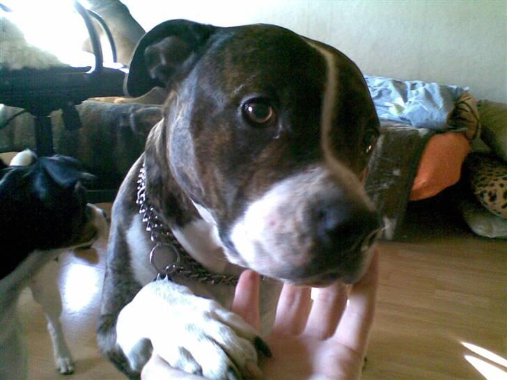 Amerikansk staffordshire terrier Sheba billede 16