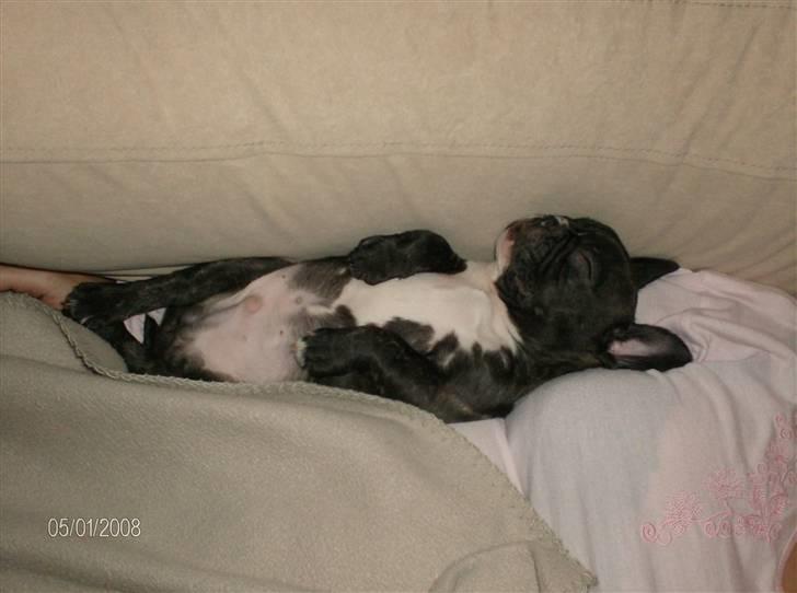 Fransk bulldog Sumo - Tak for i aften... (8 uger) billede 3