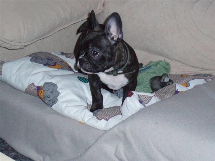Fransk bulldog Sumo - Det er min dyne billede 5