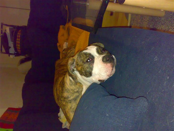 Amerikansk bulldog Pink. R.I.P 27/7-09 - Et mere fra den 14/2-08. hun ligger lige og slapper a sammen med mor og far. billede 2